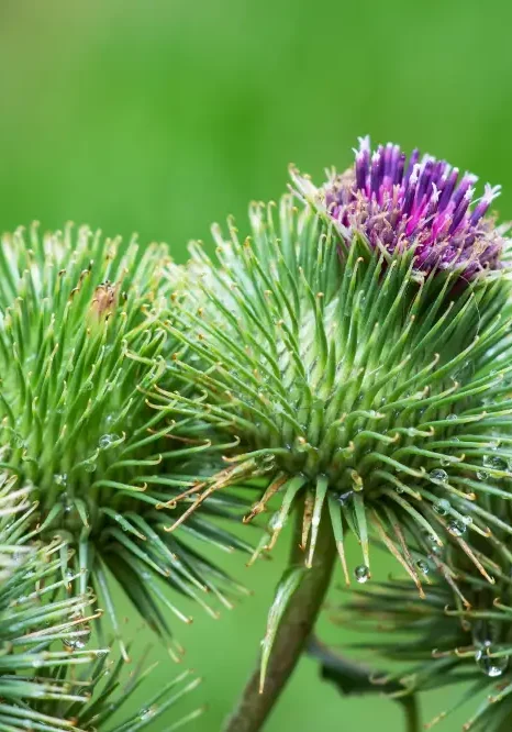 Burdock (Arctium) with green spiky burrs and pinkish‑purple flowers, large leaves behind.