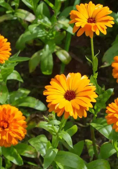 Orange calendula flowers (Calendula officinalis) with green leaves in the background.
