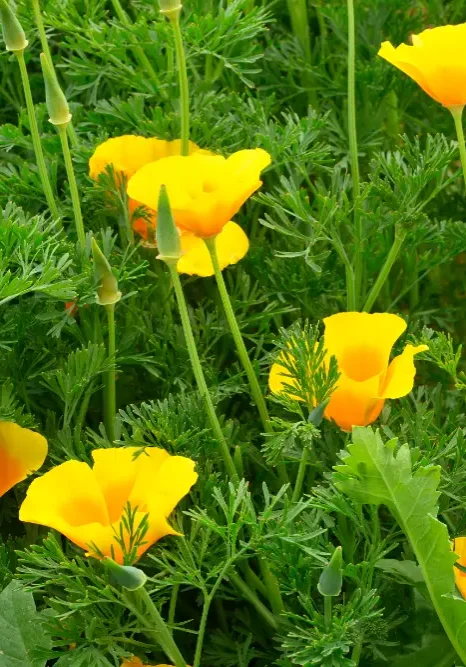 California poppy with bright orange petals and delicate green foliage in the background.