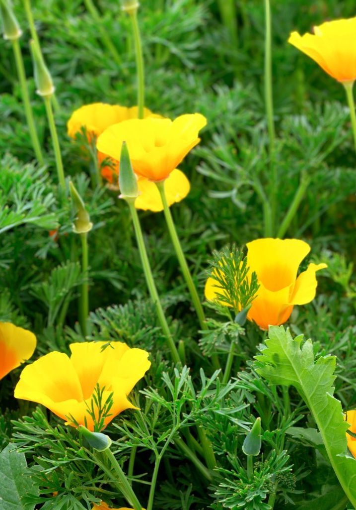 California Poppy