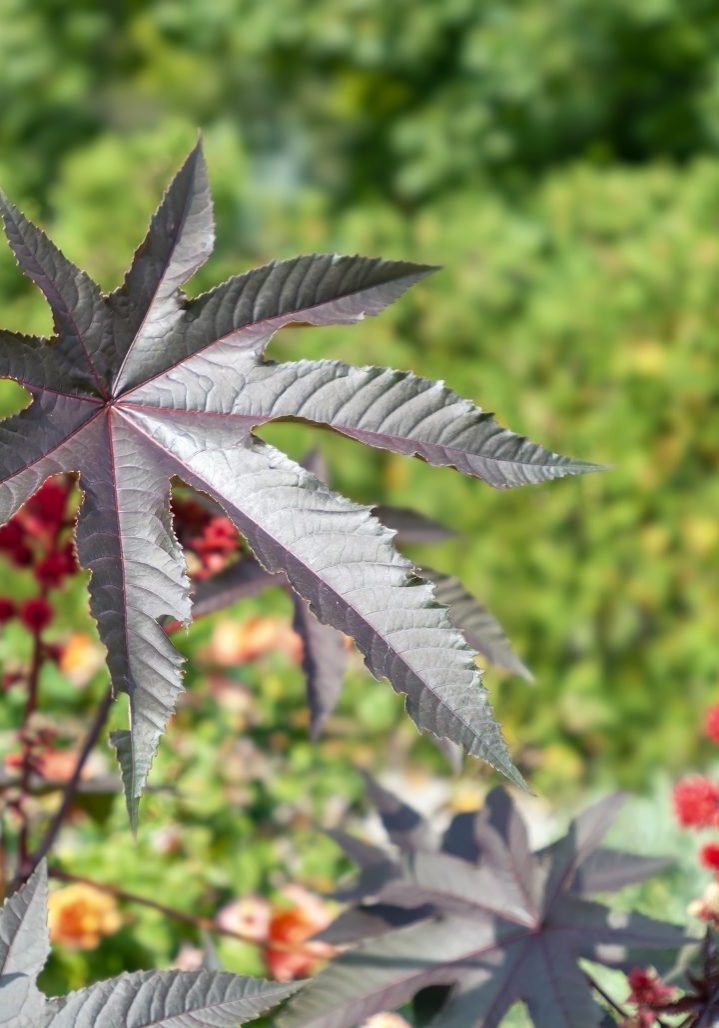 Castor Oil Plant