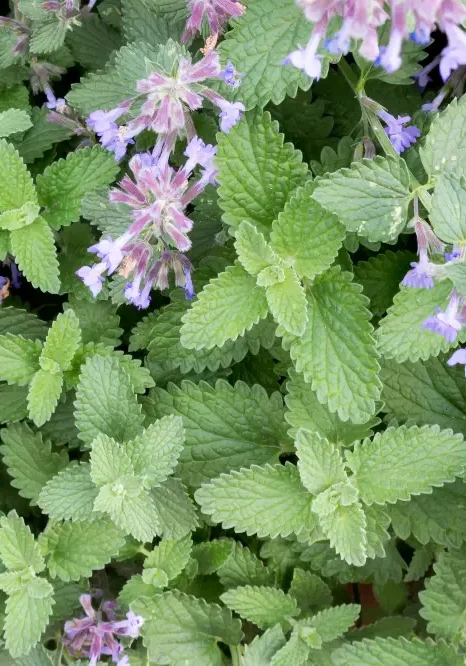 Catnip (Nepeta cataria) plant with green serrated leaves and spikes of pale purple flowers.