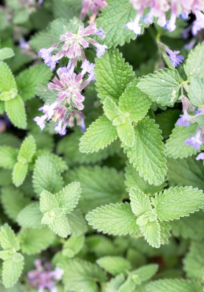 Catnip