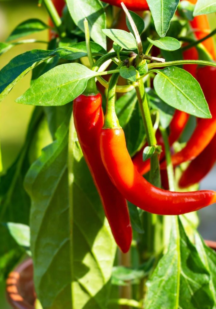 Cayenne
