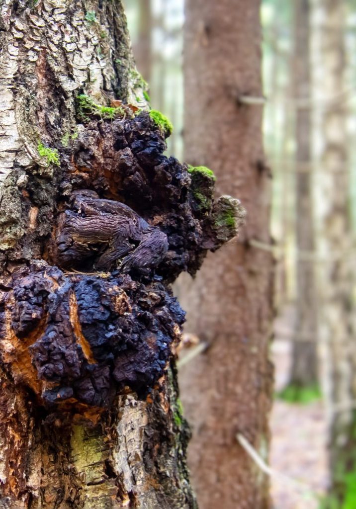 Chaga mushroom