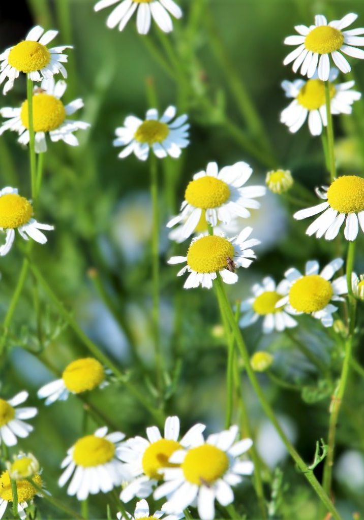 Chamomile