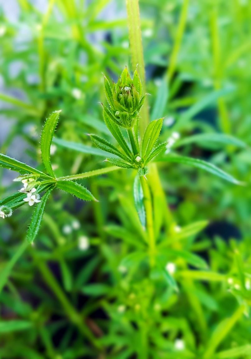 Cleavers