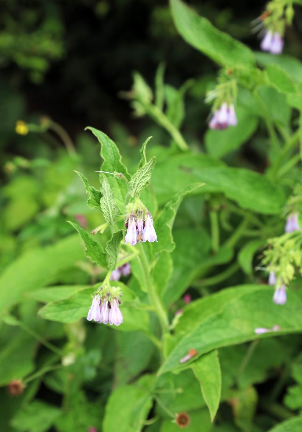 Comfrey root
