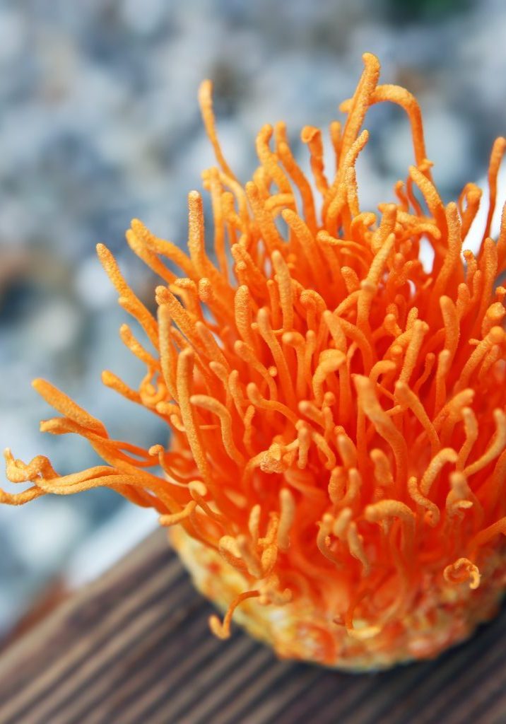 Cordycep