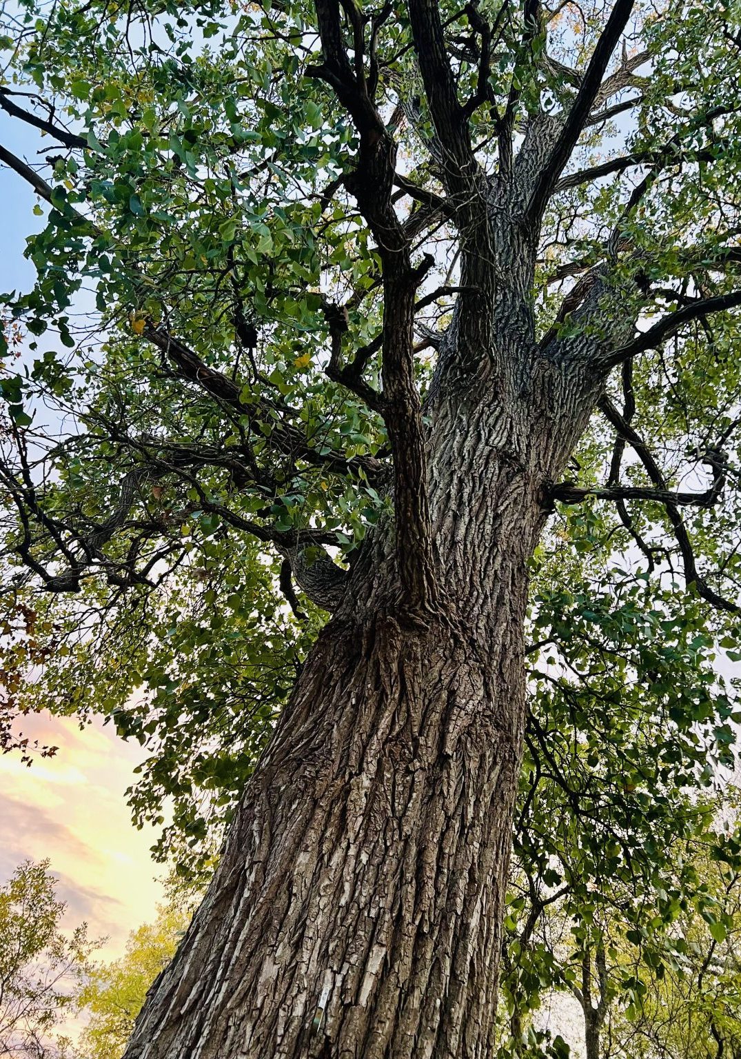 Cottonwood Tree