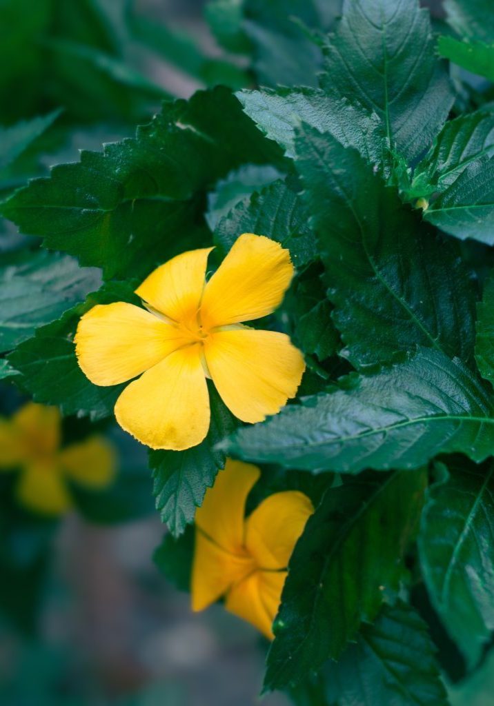 Damiana