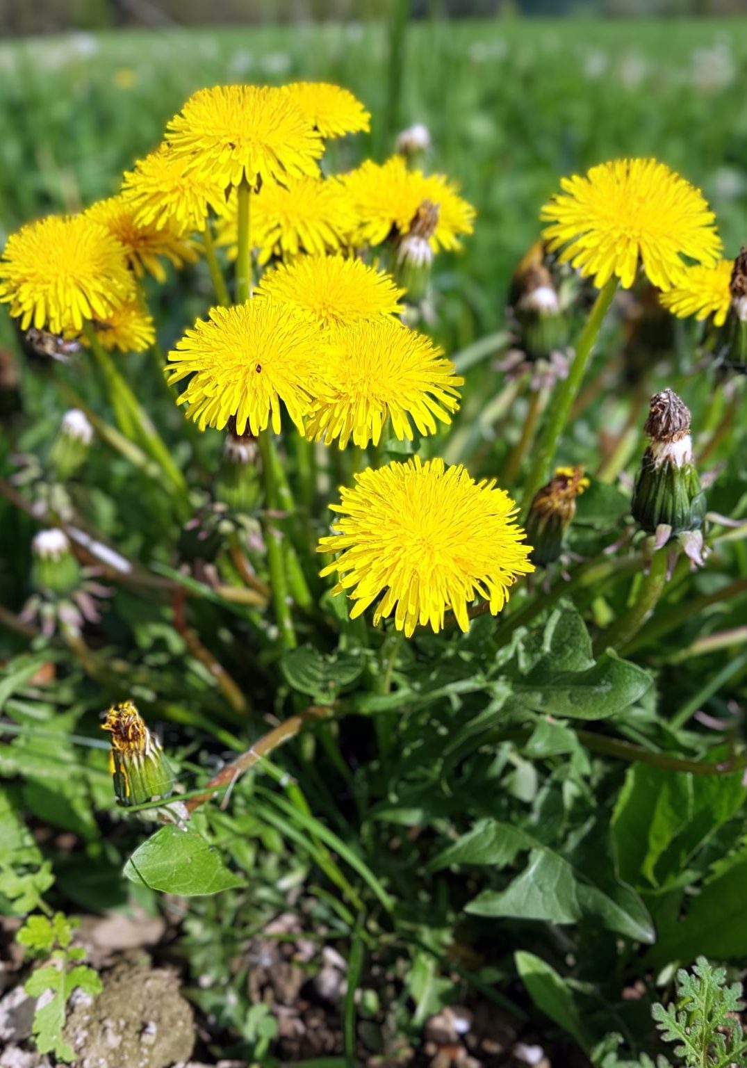 Dandelion