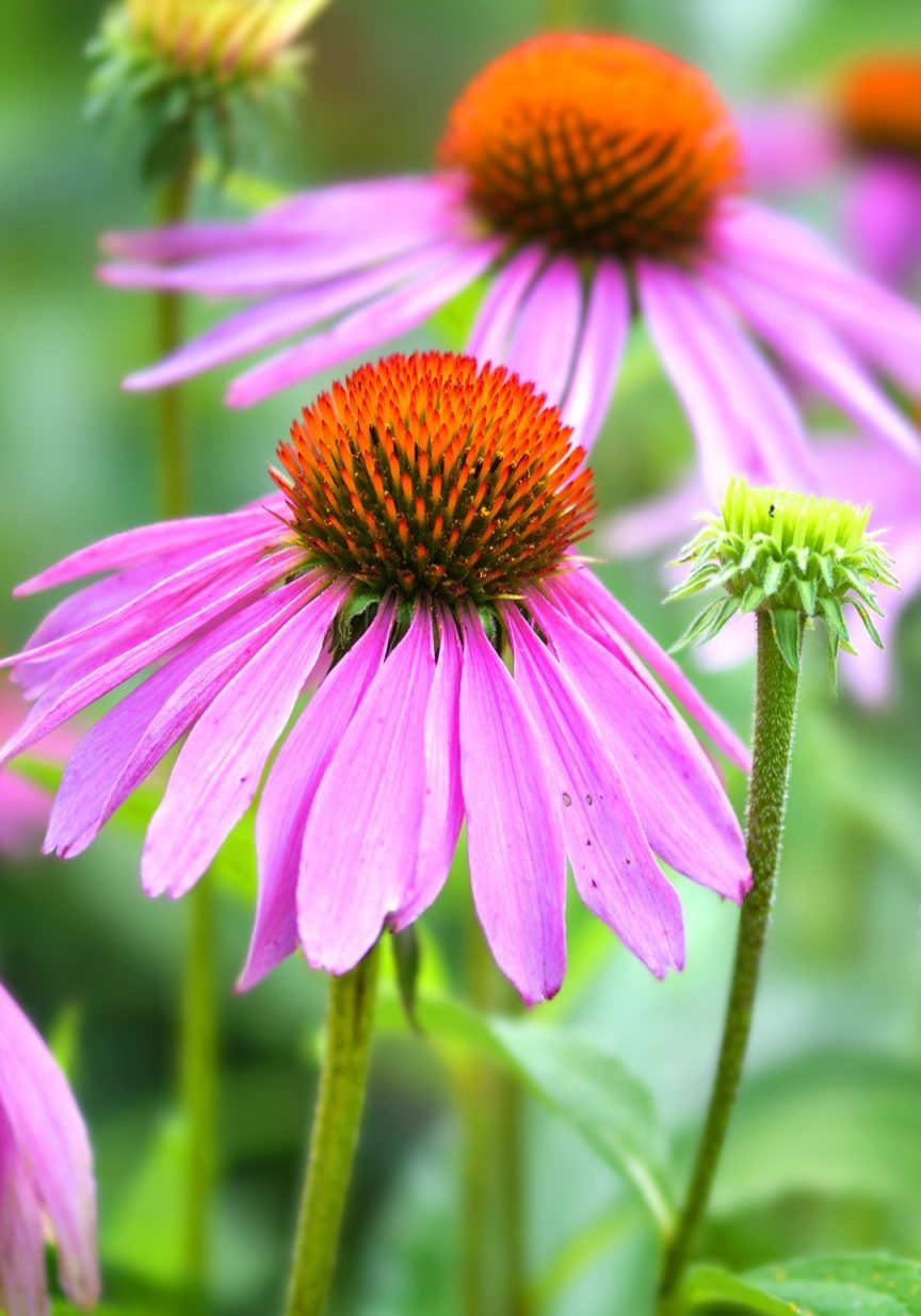 Echinacea - Mono