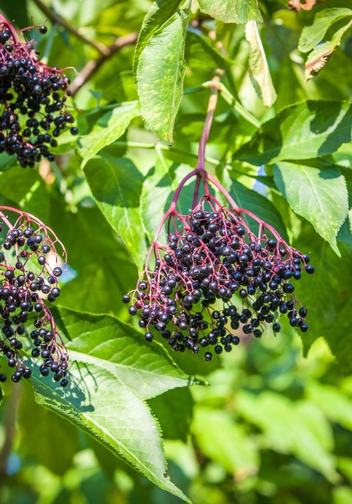 Black Elder fruit