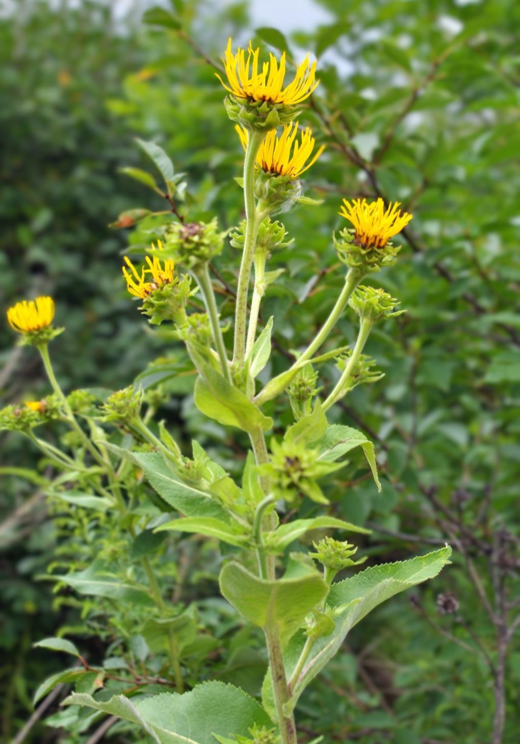 Elecampane