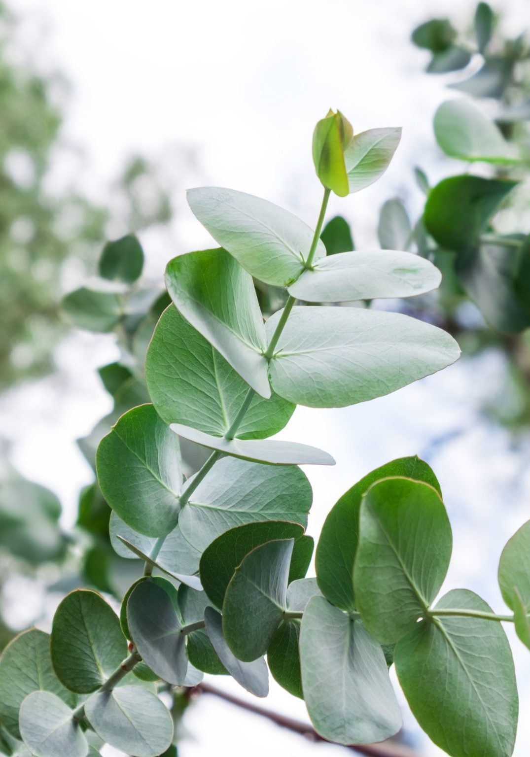 Eucalyptus Essential Oil