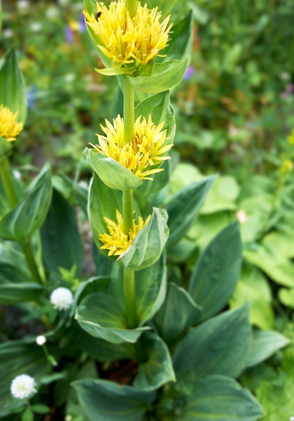 Gentian root