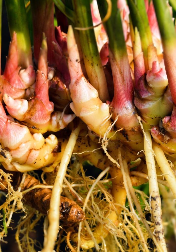Ginger root