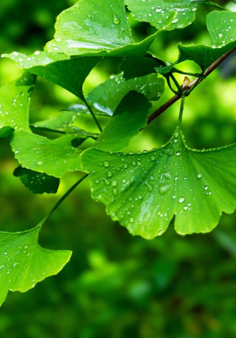 Ginkgo