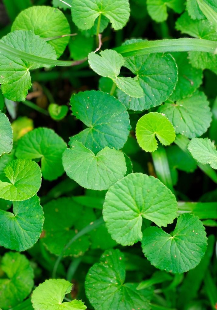 Gotu Kola Gotu Kola