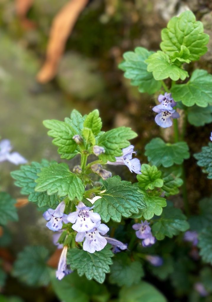 Ground Ivy Ground Ivy