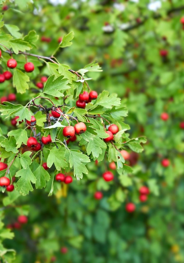 Hawthorn berry