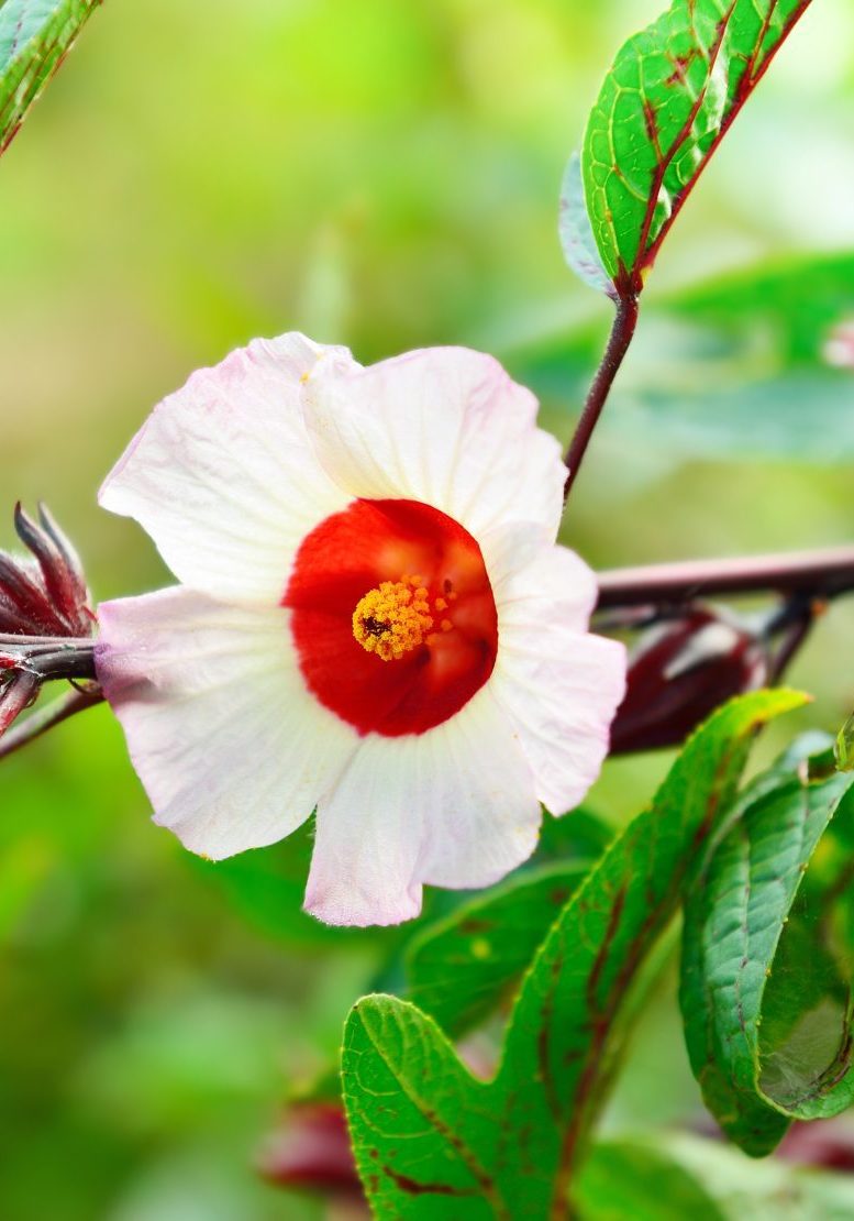 Hibiscus flower