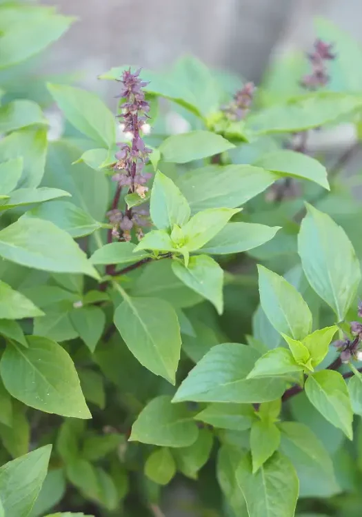 Green-leafed Tulsi (Holy Basil) plant with purple flower spikes – Ocimum tenuiflorum.