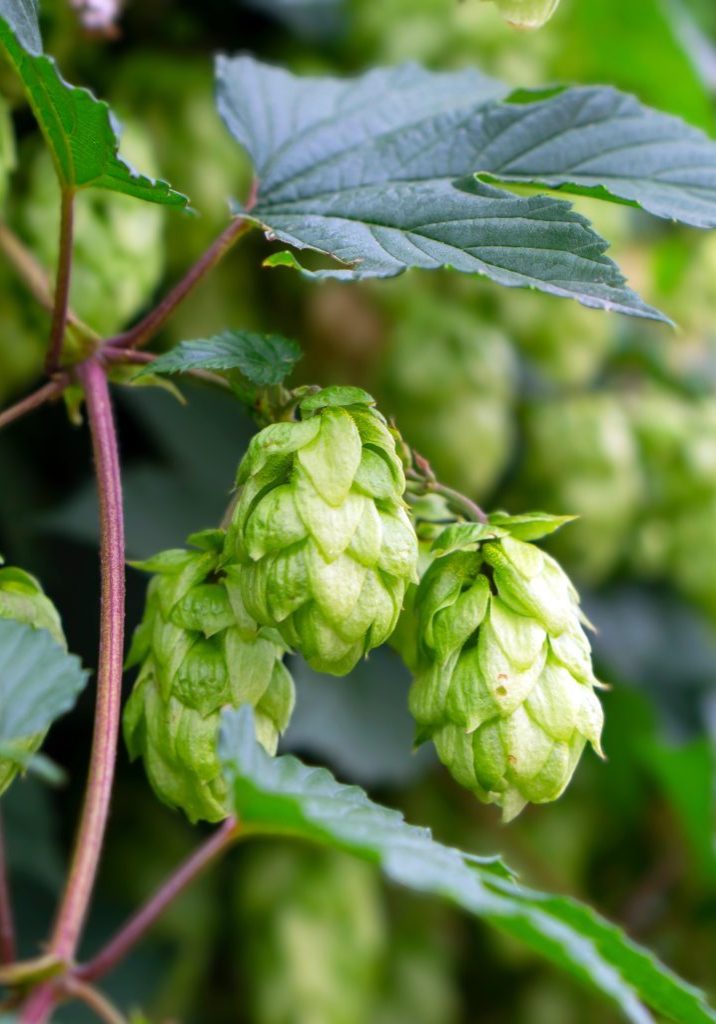 Hops flower