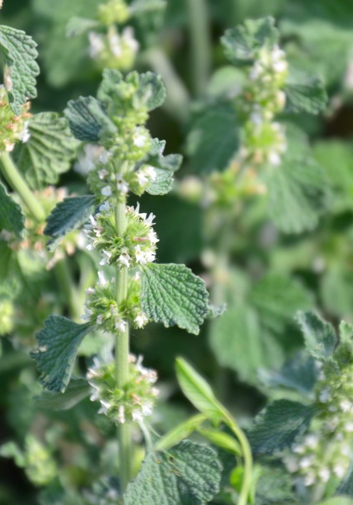 Horehound