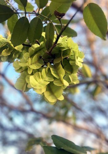 Jamaican Dogwood