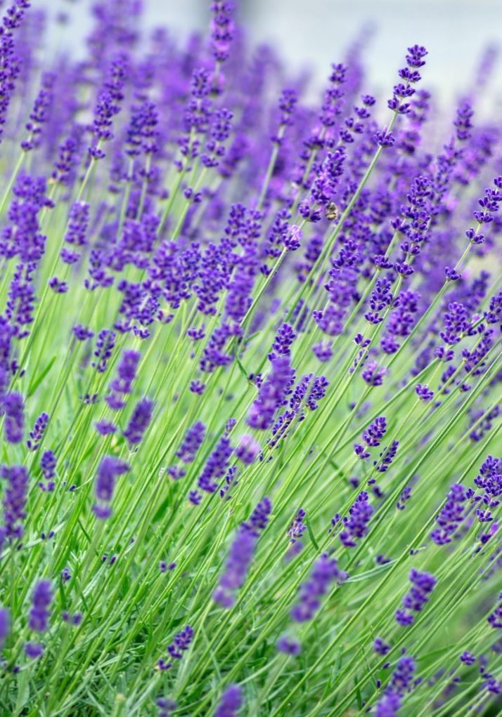 Lavender flower