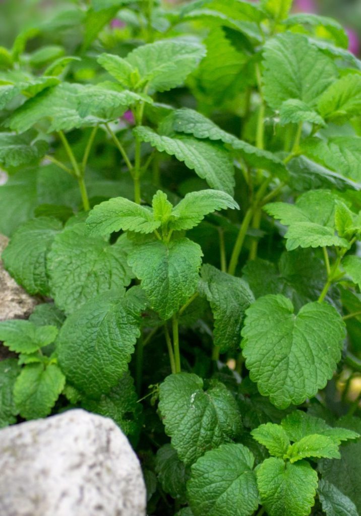 Lemon Balm_