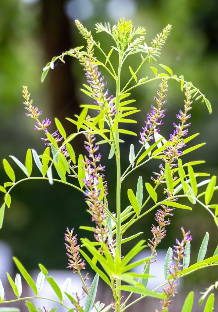 Licorice Root