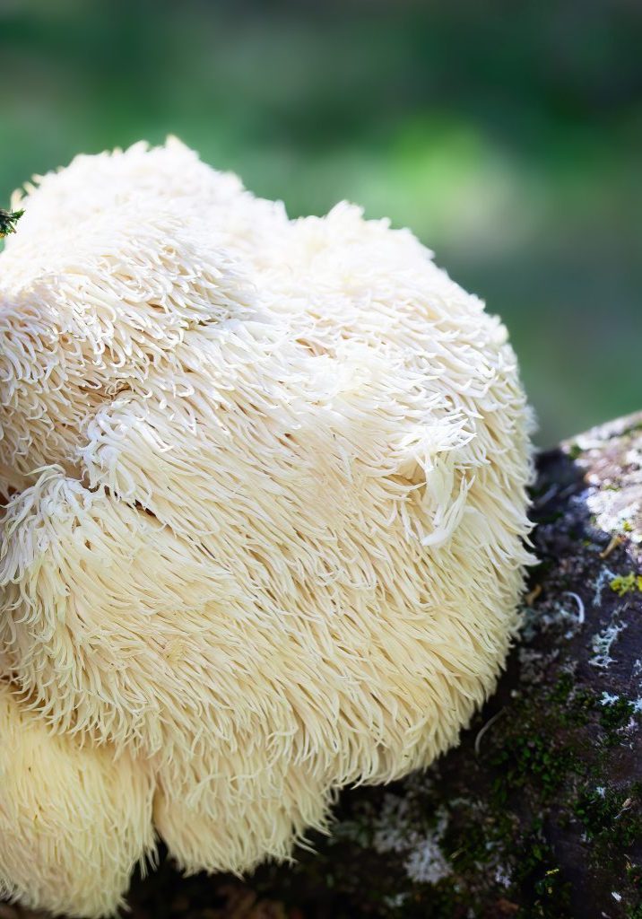 Lion's Mane
