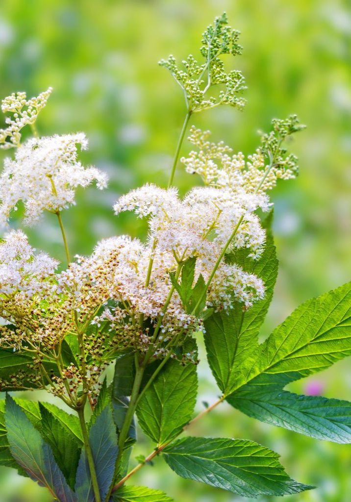 Meadowsweet