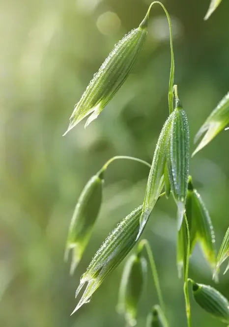Milky oats (Avena sativa) seed heads with morning dew, gently swaying on green stems in soft sunlight.