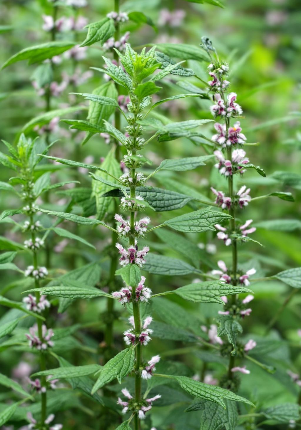 Motherwort