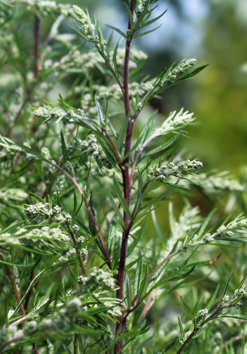 Mugwort