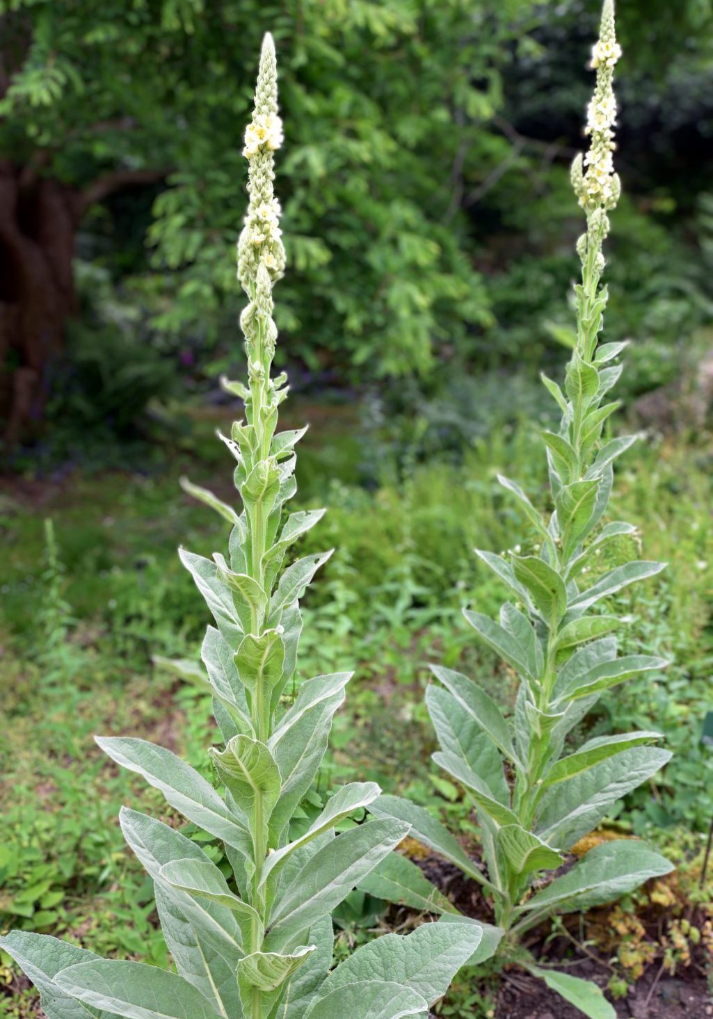 Mullein leaf
