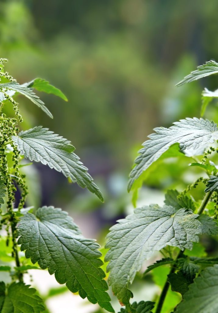 Nettle