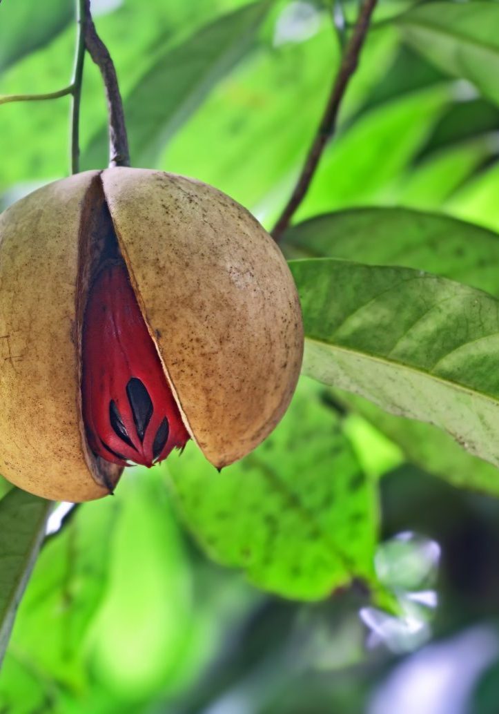 Nutmeg
