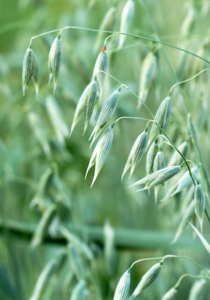 Oatstraw