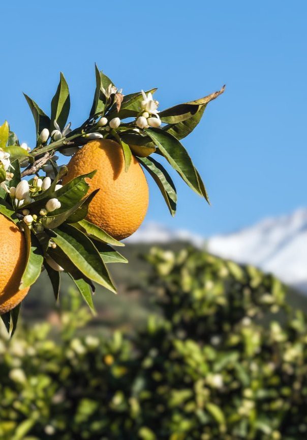 Orange Peel