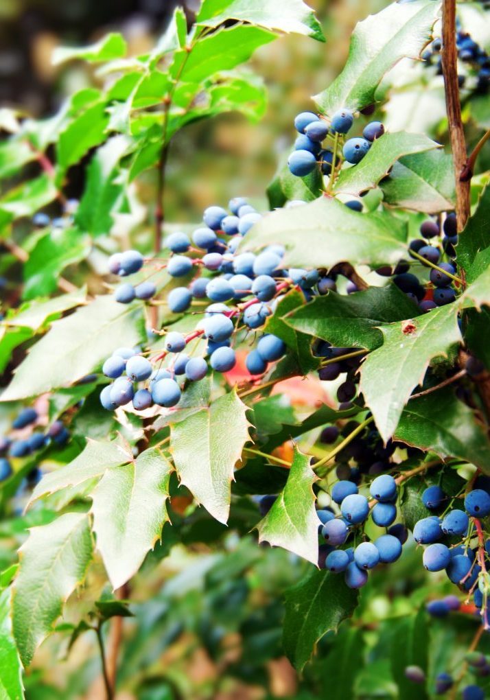 Oregon grape Oregon grape