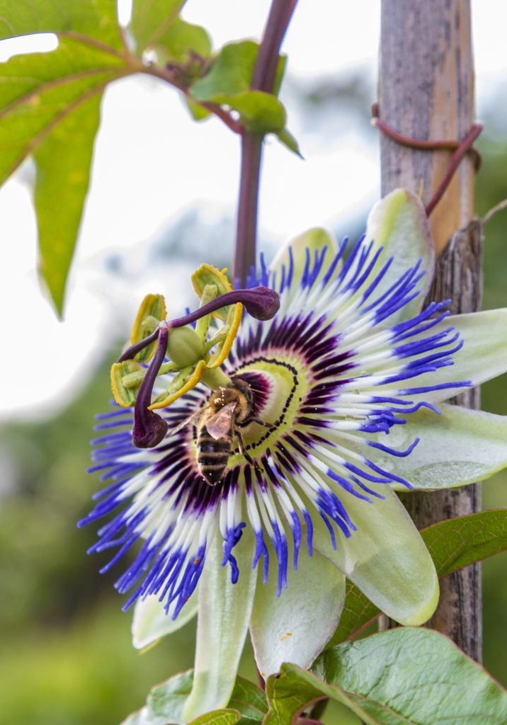 A close up of the passion flower and bee, a unique flower blooms for a few days. Passiflora