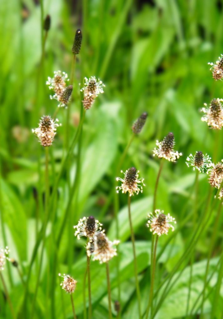 Plantain leaf