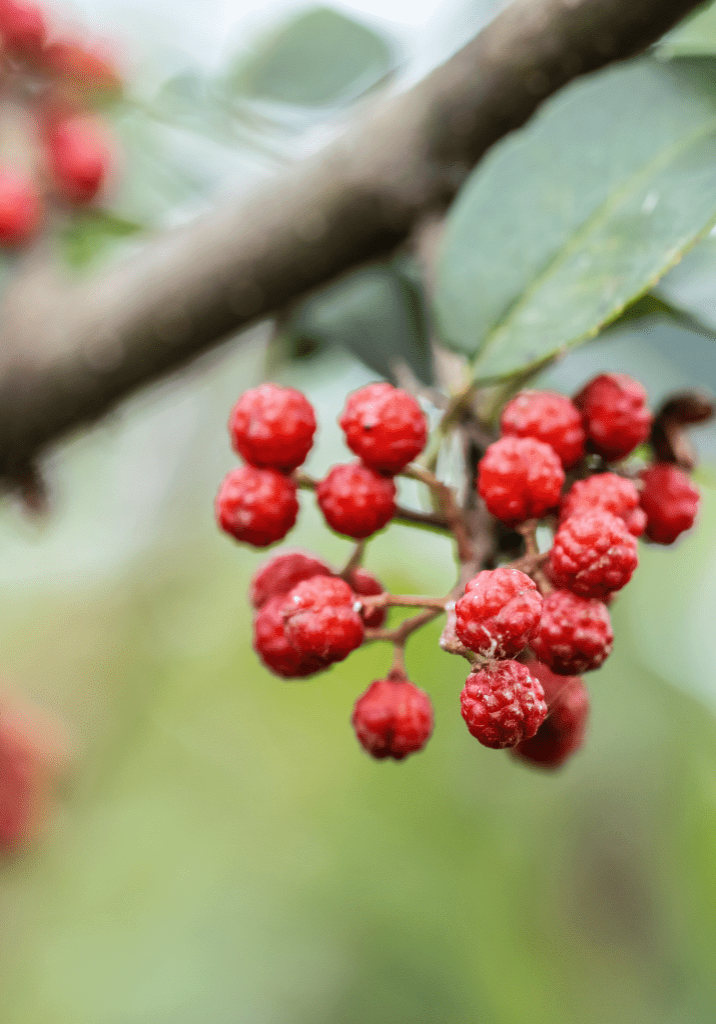 Prickly Ash - Edited Prickly Ash - Edited