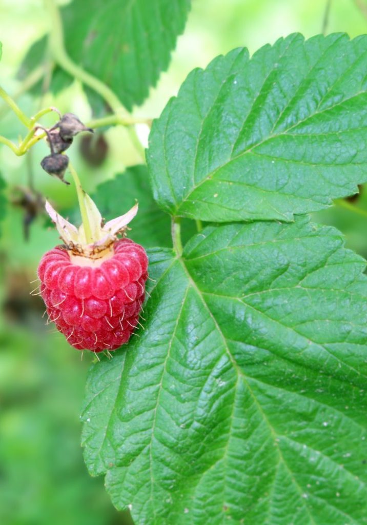 Raspberry