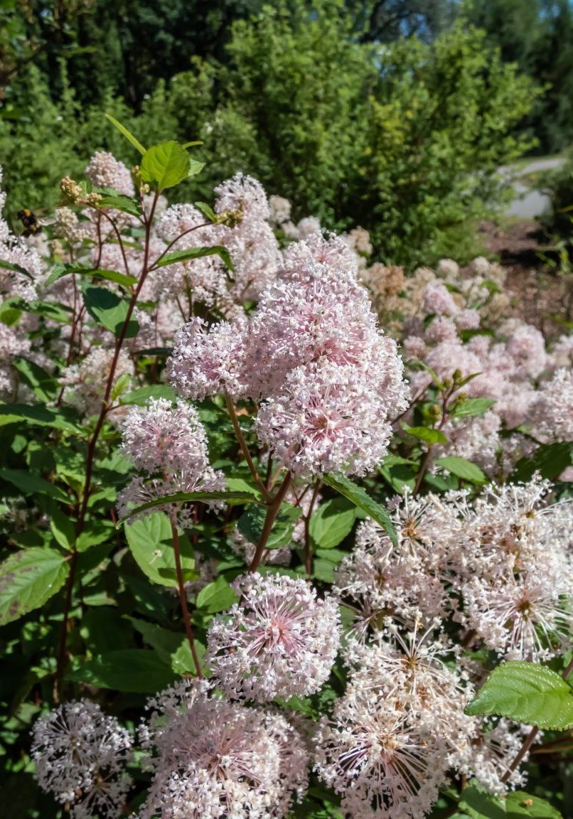 Jersey tea ceanothus, red root, mountain sweet or wild snowball (Ceanothus americanus) having thin branches flowering with white flowers in clumpy inflorescences in the garden in summer